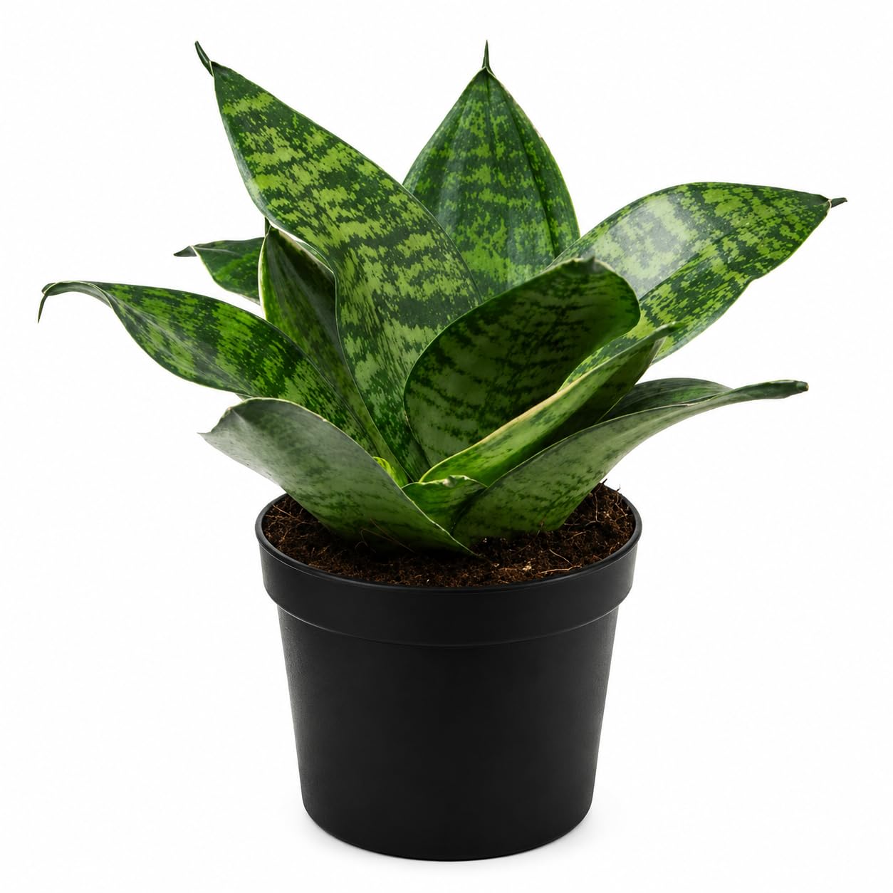 Dwarf snake plant (Sansevieria) with pot,low maintenance,air purifier house plant pack of 1-image-5