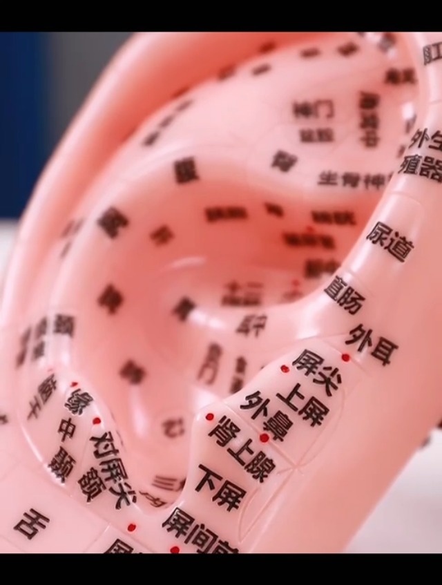 Amazon.co.jp: HttDog 耳 模型 耳つぼ模型 17CM 鍼灸 マッサージ