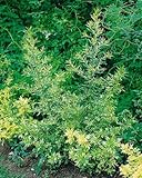 PlantaPro