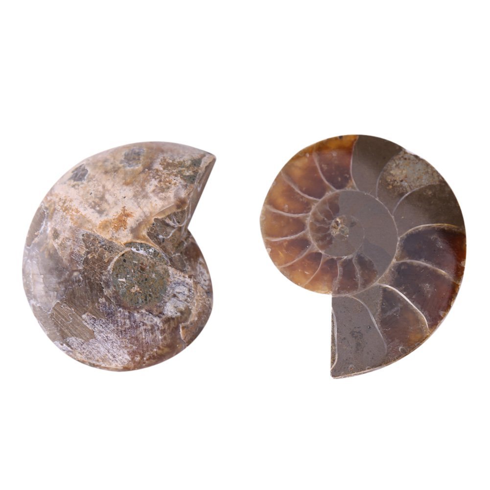 2 Pcs Ammonite Fossile Spécimen Ammonite Véritable Dinosaure Fossiles Shell Madagascar Pierres Naturelles Et Minéraux Spécimens D'enseignement Spécimen Minéral (4cm)(Diameter 4cm)