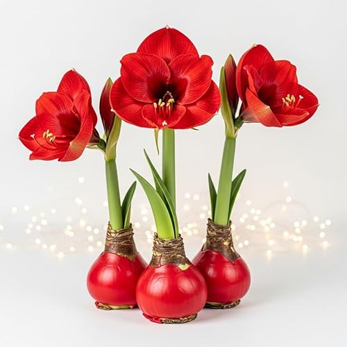 Three Red Waxed Amaryllis Bulbs – Christmas Office Gift Exchange Idea - Favorite Things Party - No Watering or Soil Needed - Live Holiday Gift Plant - Festive, Easy Care (3 Bulbs)
