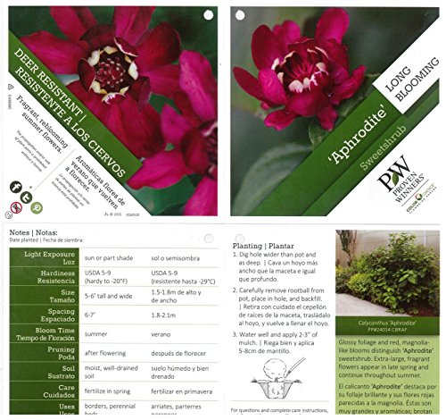 Aphrodite Sweetshrub (Calycanthus) Live Shrub, Red Flowers, 4.5 In. Quart #TOP2