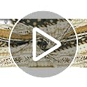 Image of Dream Living Premium Soft Double Bedsheet with 2 Pillow Covers | 130 GSM | 220x250 Cm | Beige & Black