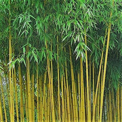 See full amazon price history chart for Guruji Plantation Live Golden Bamboo Plant Holy And Fengsui With Black Plastic Pot 4 Inch Size Guruji Plantation Live Golden Bamboo Plant Holy And Fengsui With Black Plastic Pot 4 Inch Size (B0C8JQCSQ9) Amazon Price History, Amazon Price Tracker