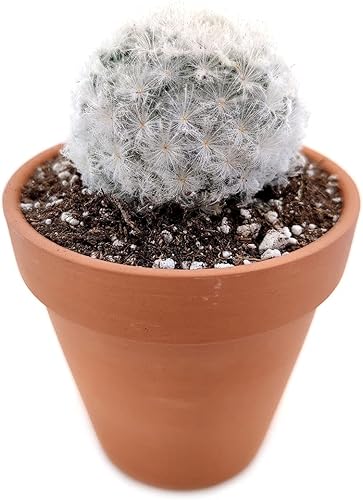 Miniatura 9 de SUCCULENTS BOX Colección única de plantas de cactus vivas, Mammillaria Plumosa 'Feather Cactus' (4 pulgadas), seleccionadas a mano, variedades raras