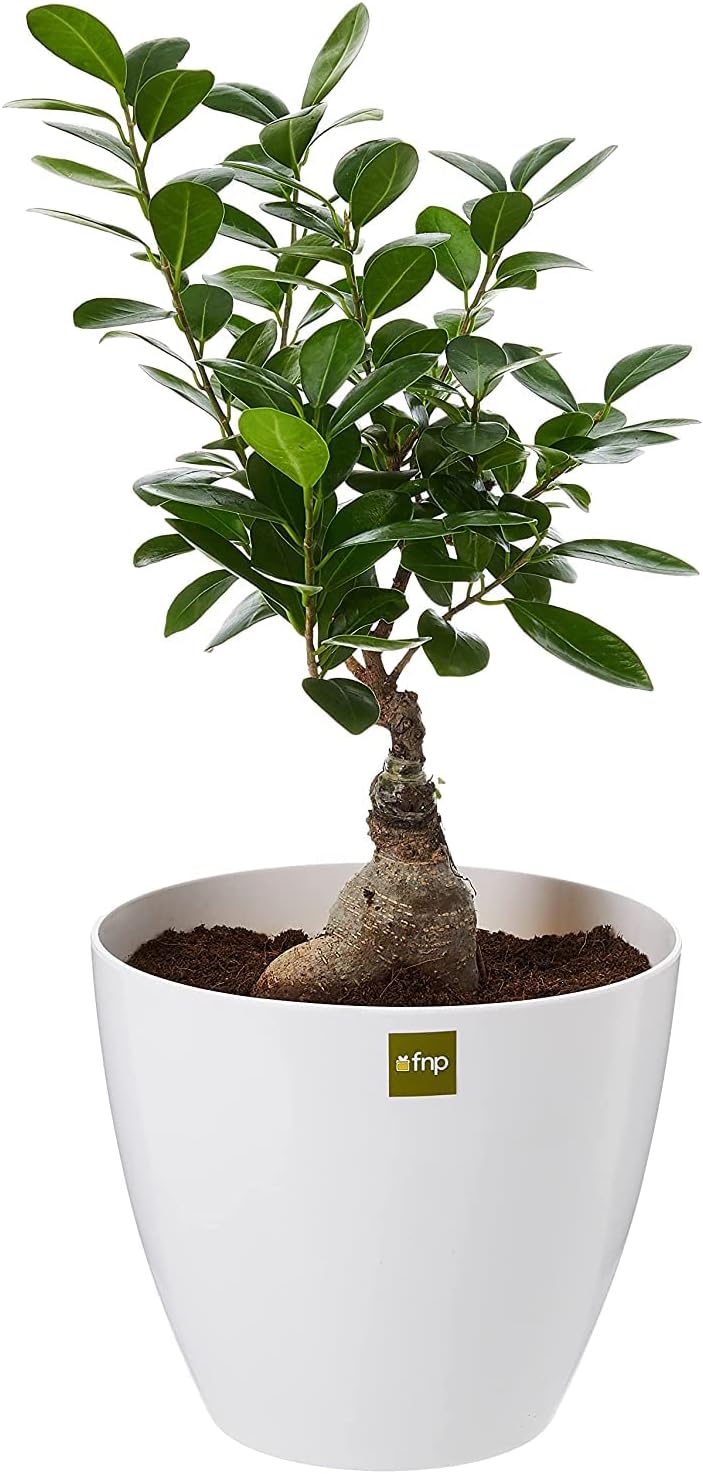 FnPFicus Bonsai Plant in Ceramic Pot