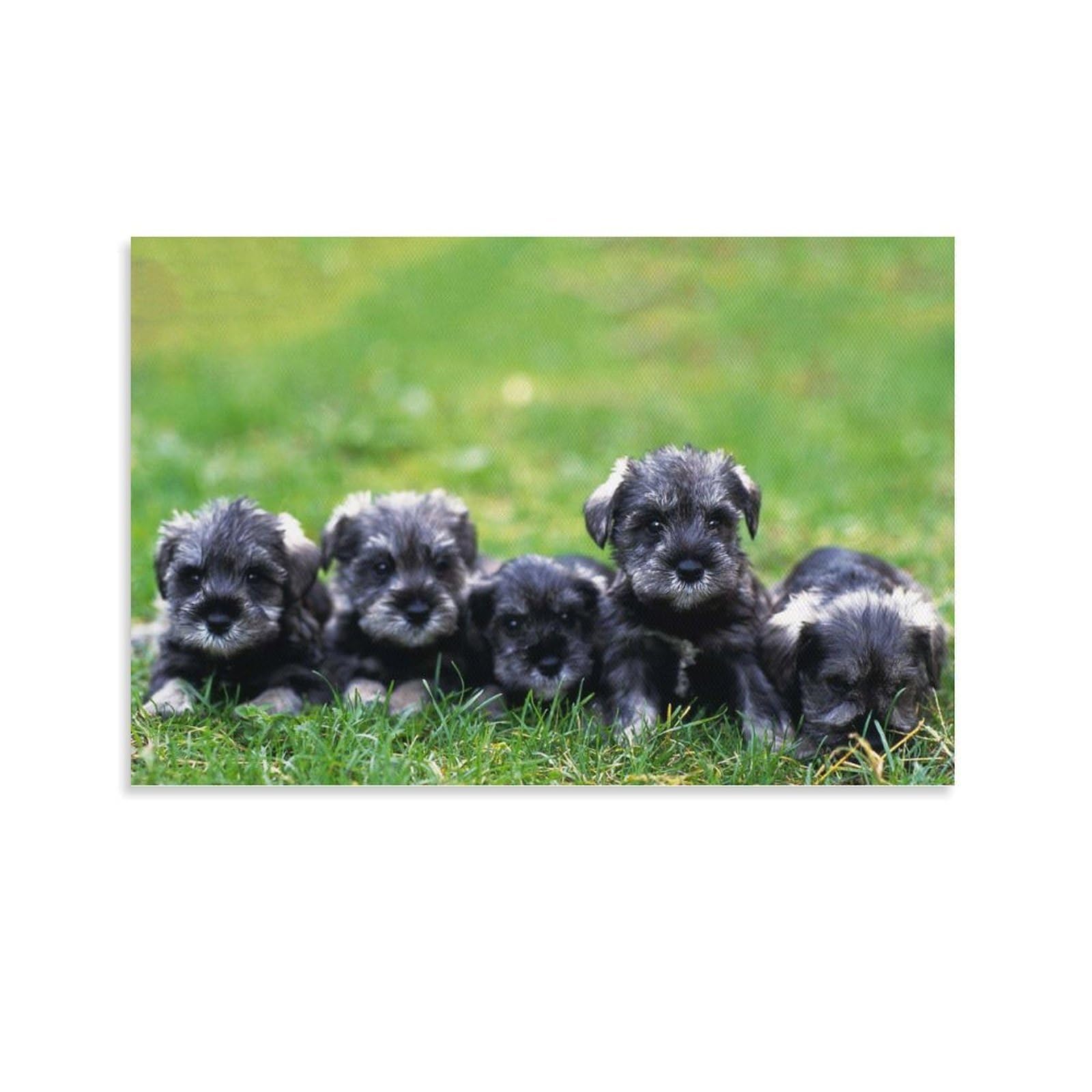 Schnauzer poster déco 40x60 impression sur toile salon et chambre à coucher - 8