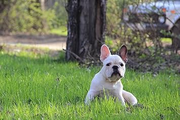Amazon Co Jp A3 ポスター フレンチブルドッグ子犬草 壁紙ウォールステッカーポスター A3 4x297mm ホーム キッチン