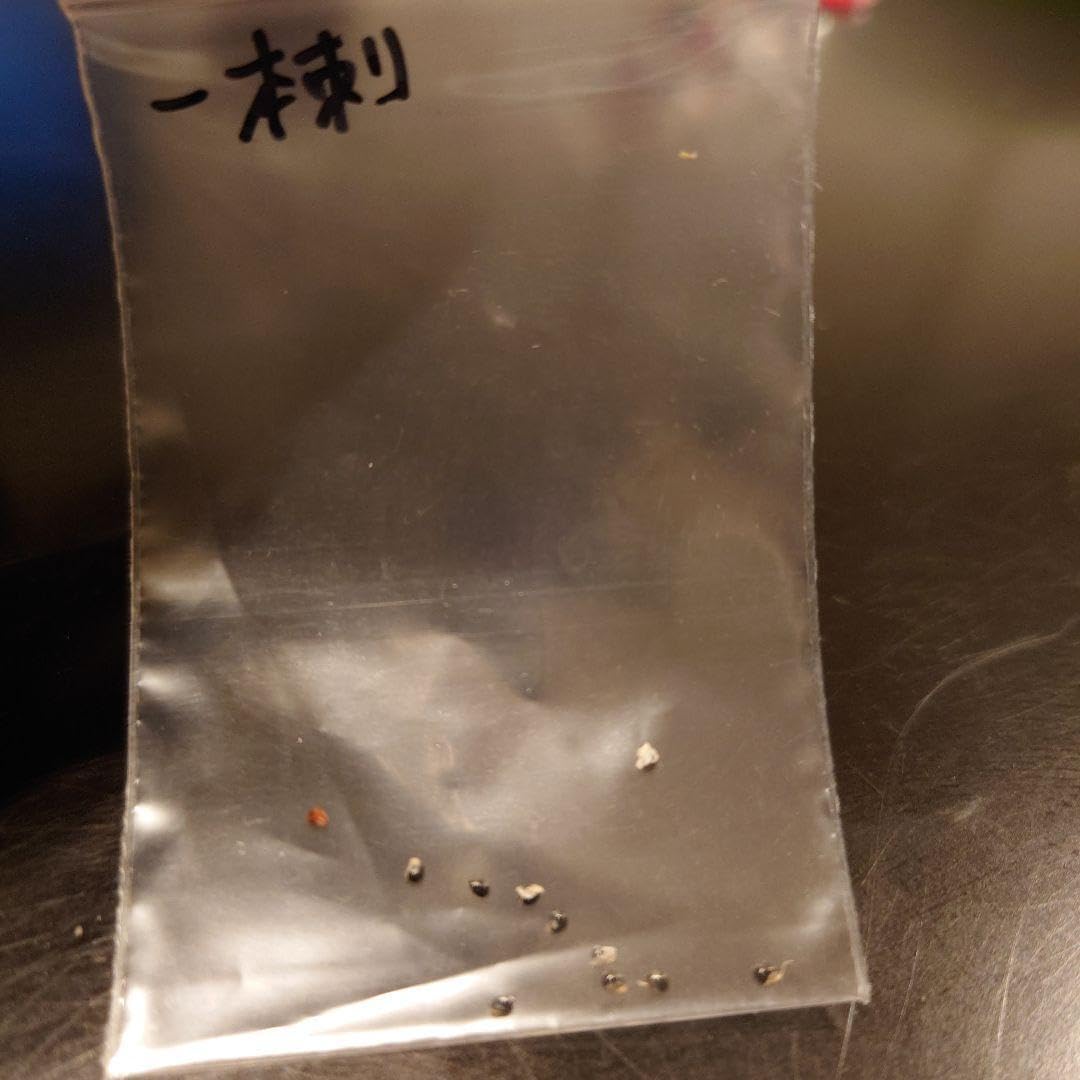 Amazon.co.jp: サボテン一本刺黒王丸 種子100粒 : DIY・工具・ガーデン