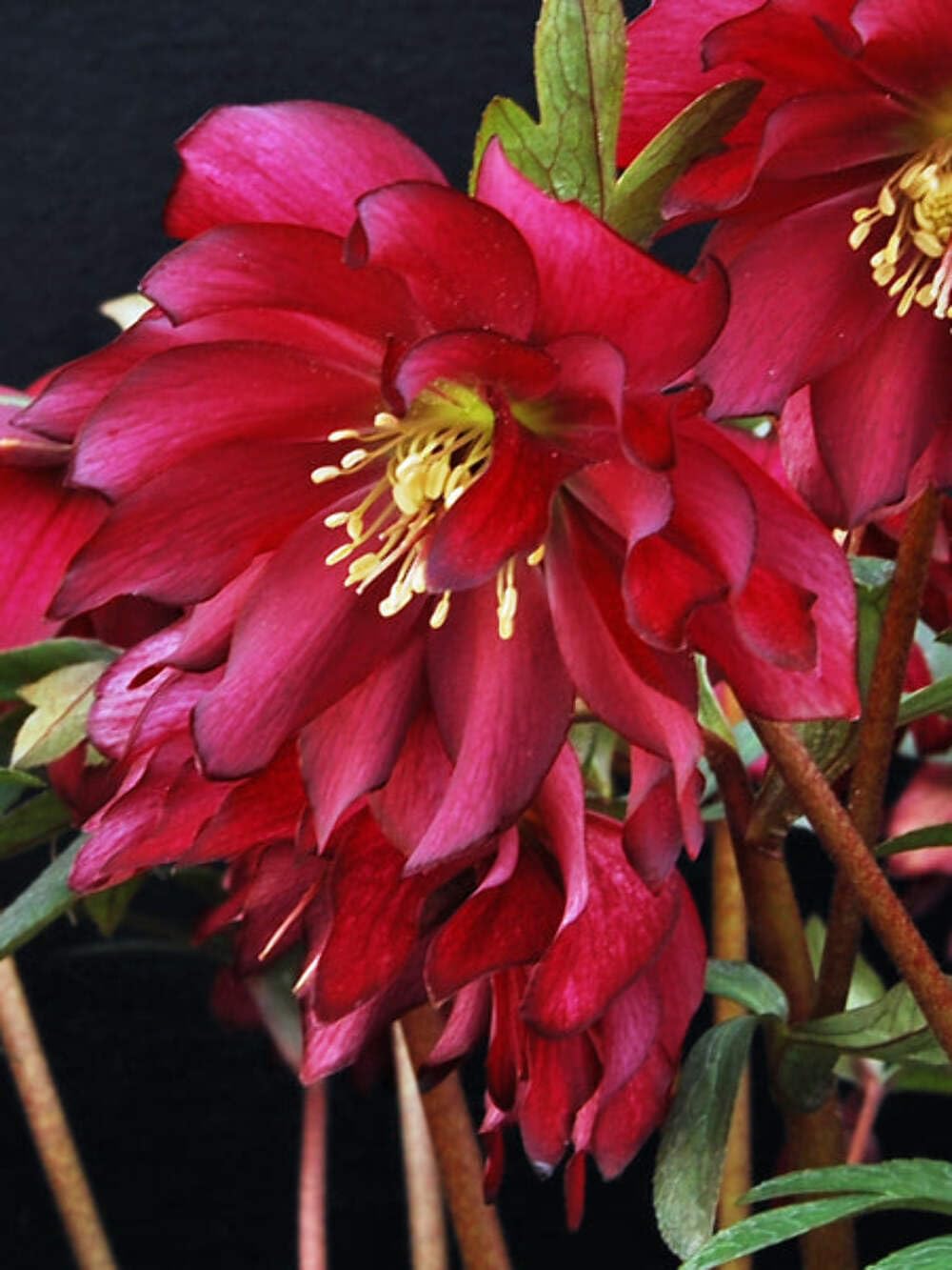 Perennial Farm Helleborus Winter Jewels Red Sapphire