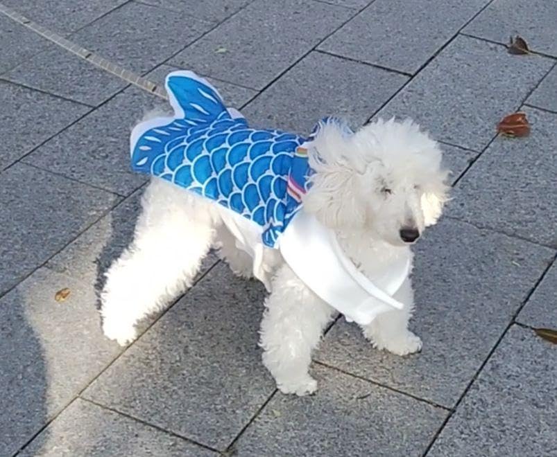 鯉のぼり　犬服　大型犬　完成品　緑 鯉のぼり 犬服 大型犬 完成品 緑