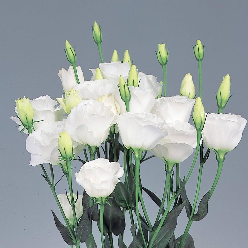 See full amazon price history chart for 35+ Seeds- White Hybrid Lisianthus Flower Seeds For Sowing - Grow In All Seasons - All India 35+ Seeds- White Hybrid Lisianthus Flower Seeds For Sowing - Grow In All Seasons - All India (B0CHWQ9D6N) Amazon Price History, Amazon Price Tracker