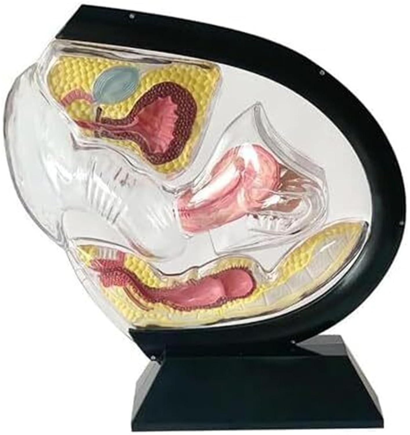 Female Transparent Uterine Anatomy and Pelvic Rectal Teaching Model for Medical Education and Training(Black)