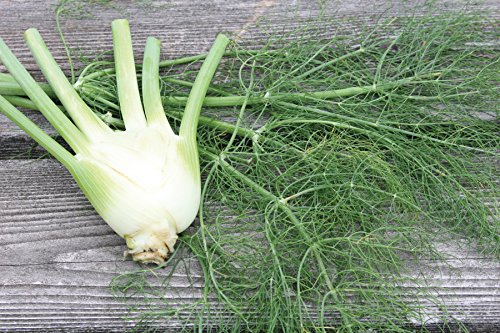 Burpee Orion Hybrid Fennel Seeds 100 Seeds #TOP1