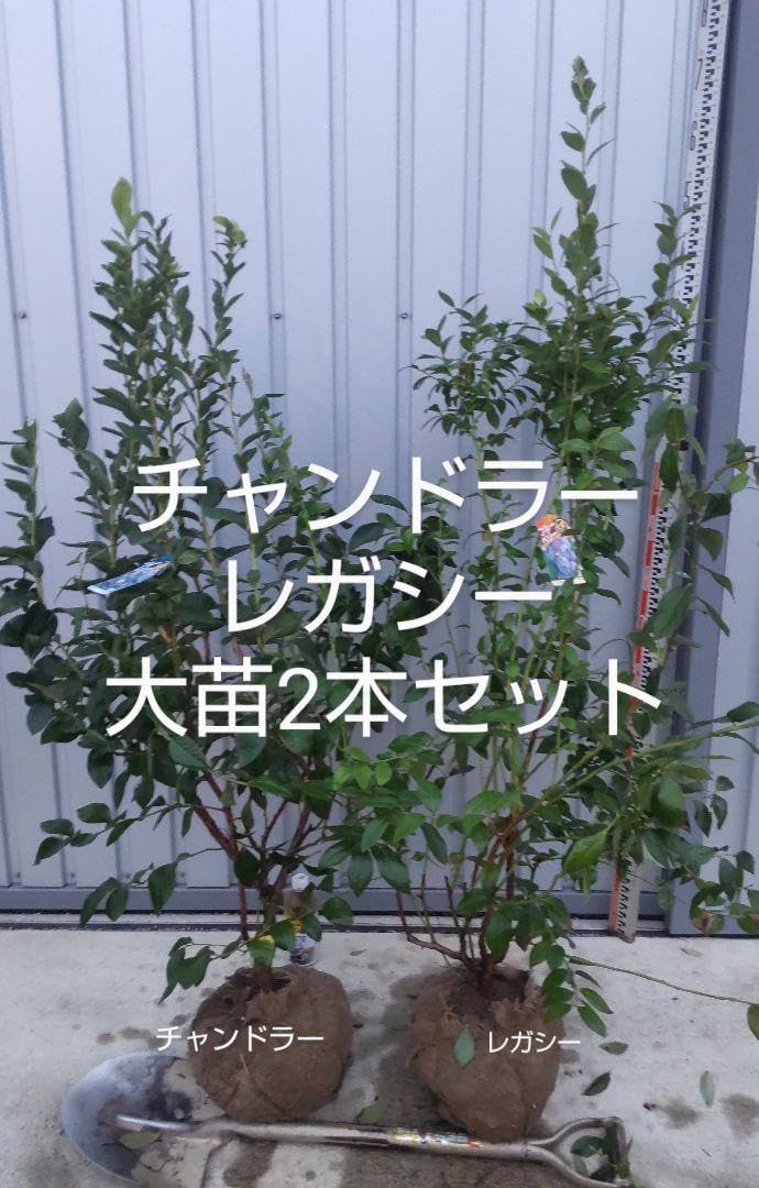ブルーベリー苗 チャンドラー&レガシー大苗2本セット ブルーベリー大苗