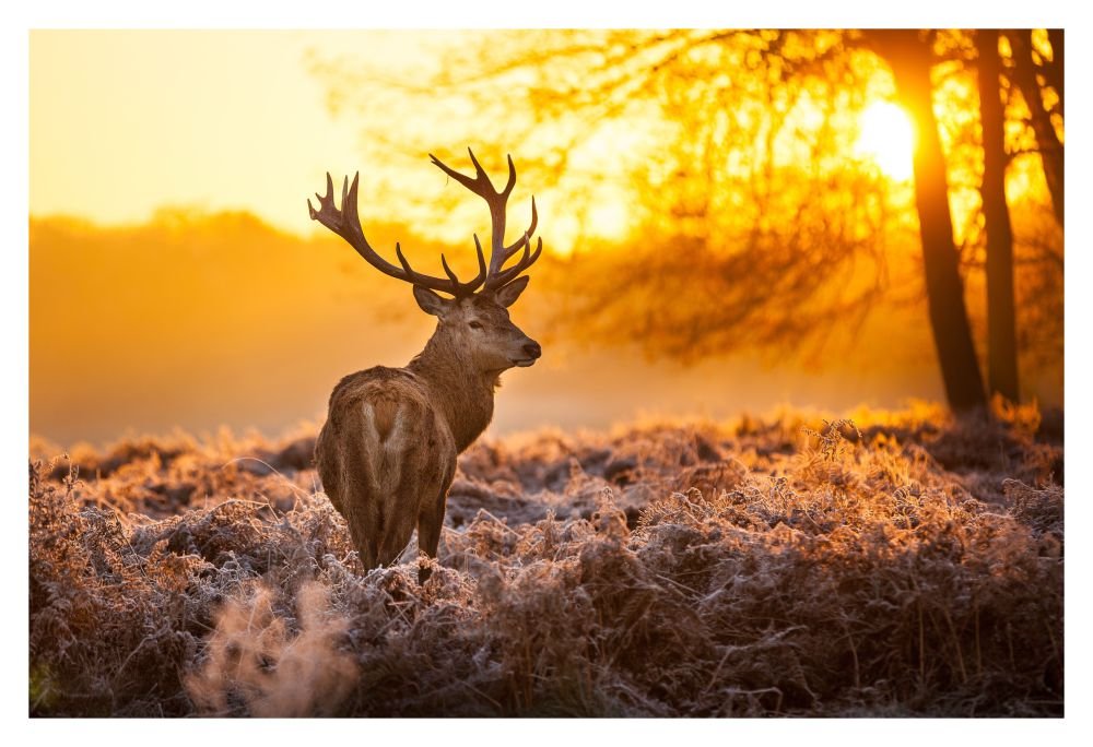 Sticker Studio Deer Wall Poster (PVC Vinyl,Size - 36 x 24 Inch) Large (B077YJTR1C) Amazon Price History, Amazon Price Tracker