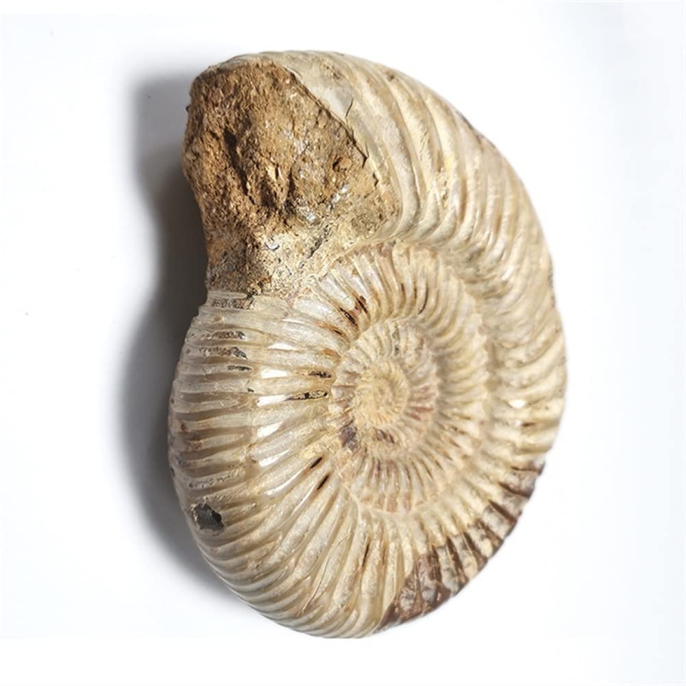 Amazon.co.jp: 1pc 天然水晶カタツムリ化石巻貝アンモナイト石 150