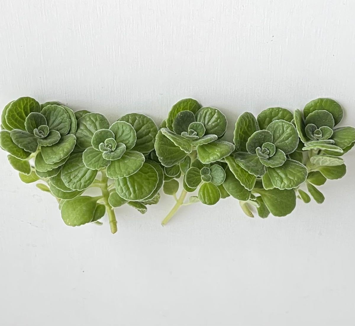 Amazon.co.jp: アロマティカス 多肉植物 ハーブ カット苗 5本 込 