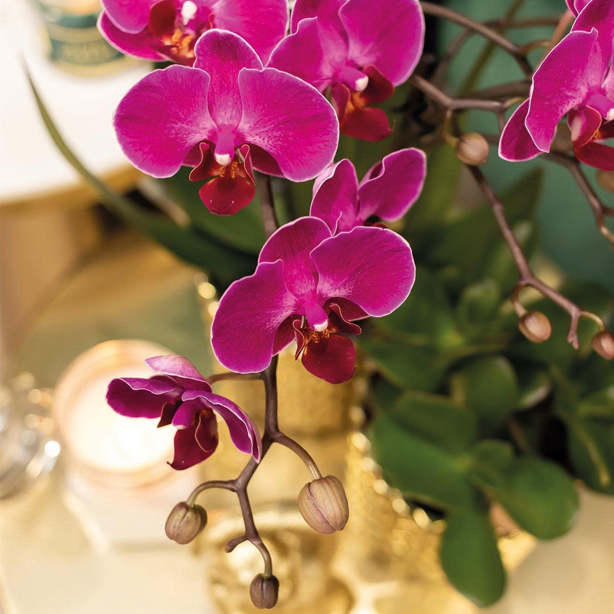 2er Set Rosa-Lila Phalaenopsis Orchideen Diamond Linie - Blhende  Zimmerpflanzen Topf 9cm