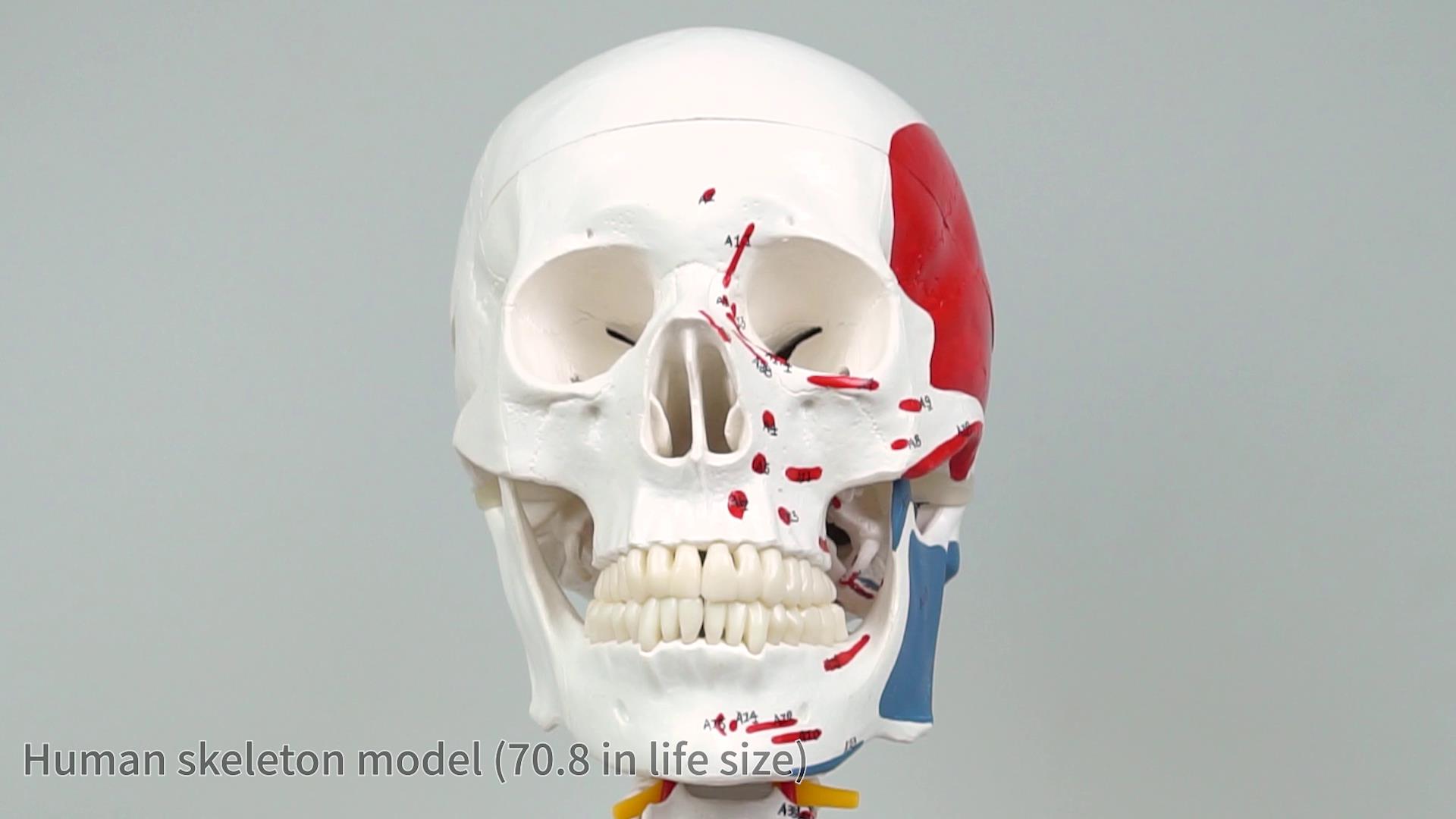 Image of breesky 70.8 Inches Human Skeleton Model for Anatomy - Life Size Medical Human Skeleton Model with Numbered & Painted Muscle Origin and Insertion Points Rolling Stand