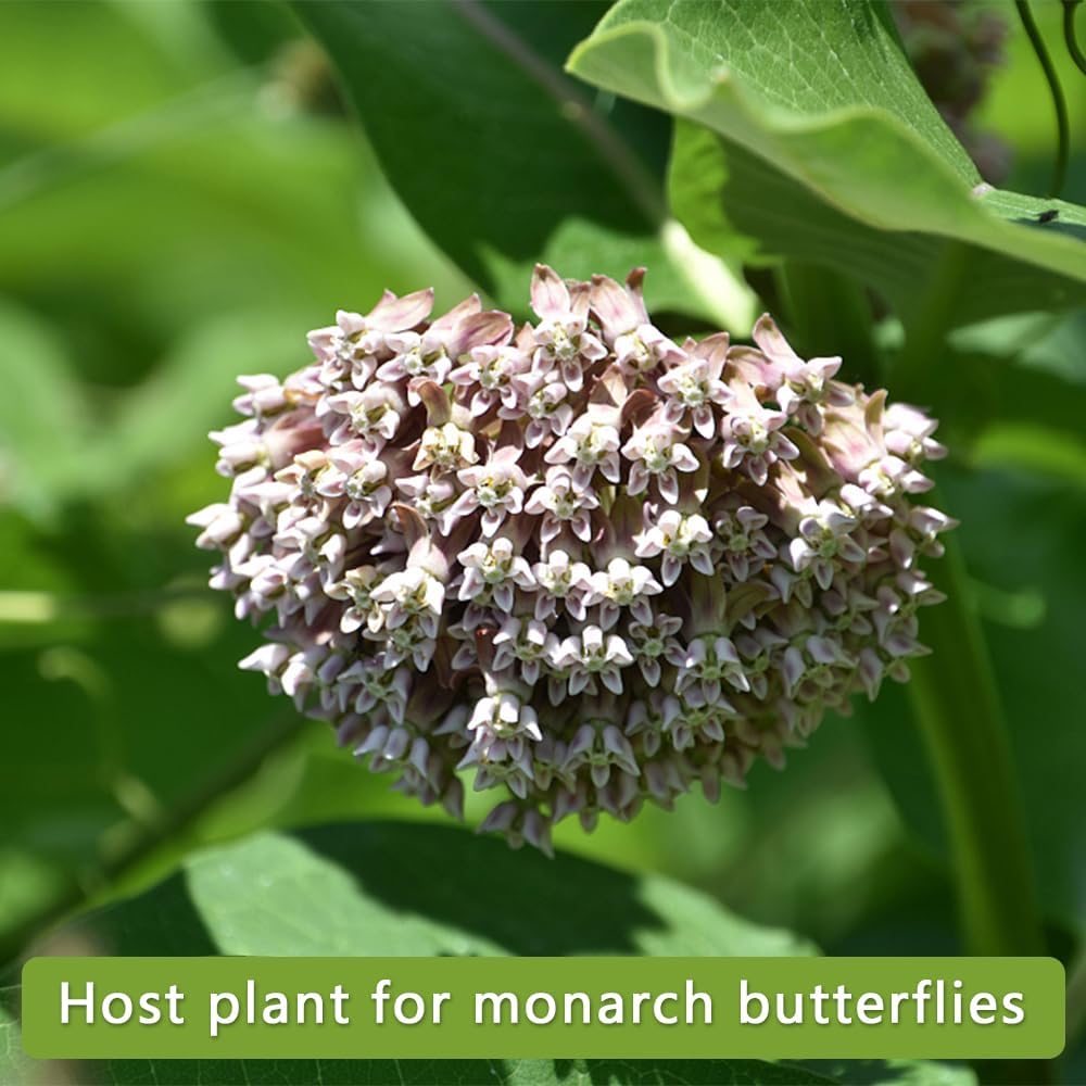 Milkweed Seeds for Monarch 6 Pack of 200 Seeds Heirloom Untreated Wildflower Seed Pink Swamp Showy Butterfly Common Swamp Blood Milkweed - Image 4