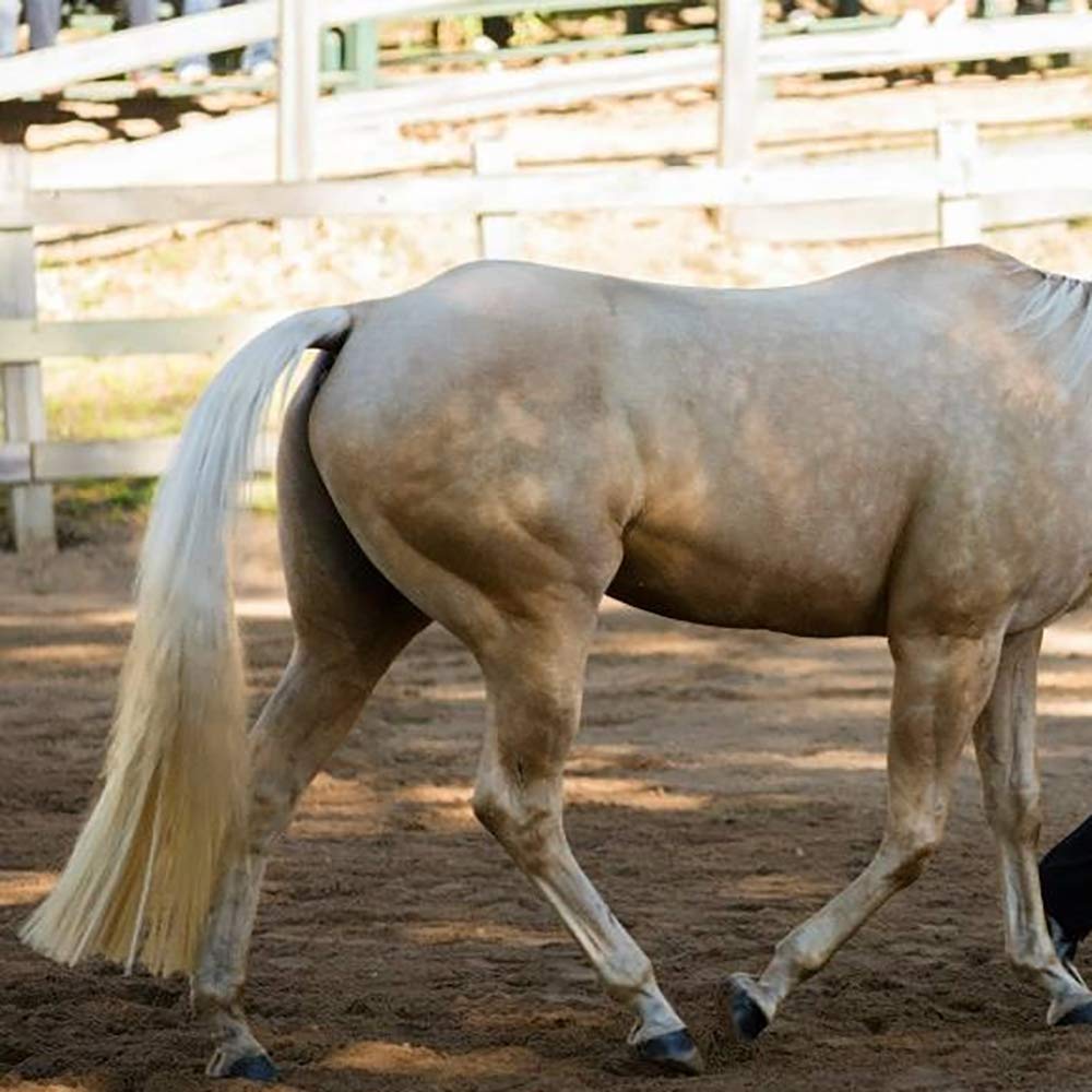 Amazon.co.jp: Y.J TAILS 馬尻尾エクステンション 編組馬毛ループ付き