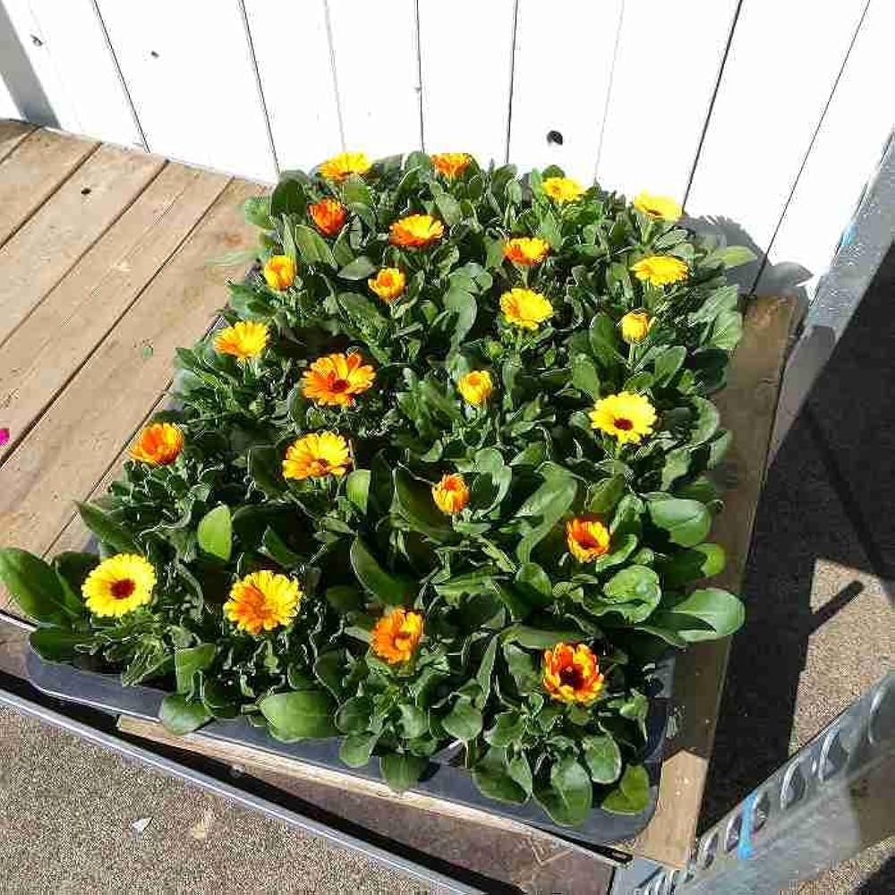 カレンデュラ☆ Editable 1996 Calendar