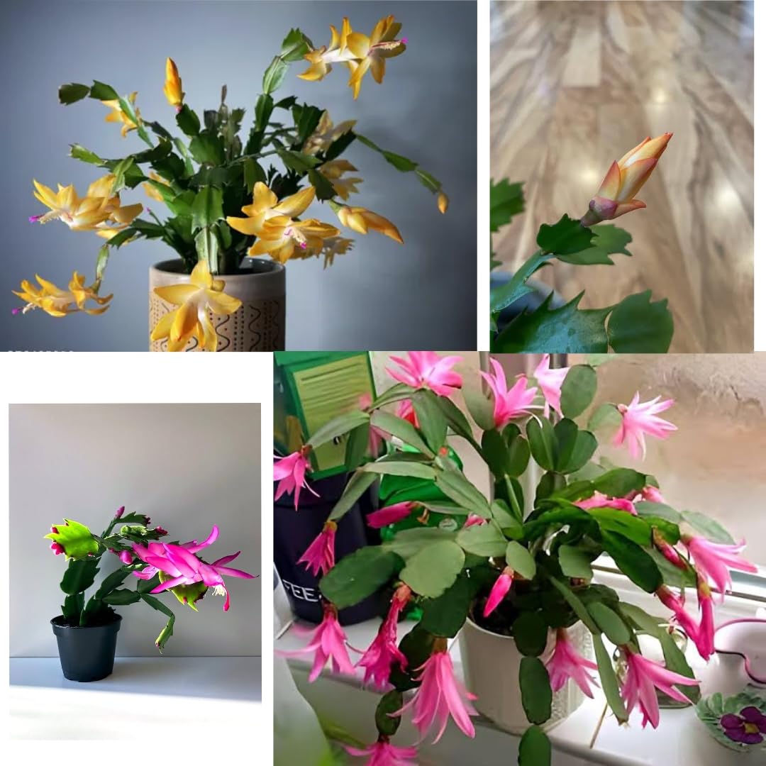 BISWAS PLANTS HOUSE ' Rare Good Looking Yellow And Pink ZygoCactus "Christmas Cactus" Indoor Live Plant Add Free Black Pot (1+1 Pack Of-2) Healthy Plant WB88z-image-24
