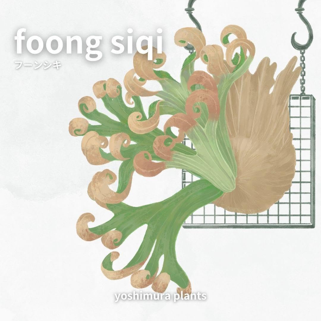 Amazon.co.jp: 胞子 foong siqi ビカクシダ フーンシキ : おもちゃ