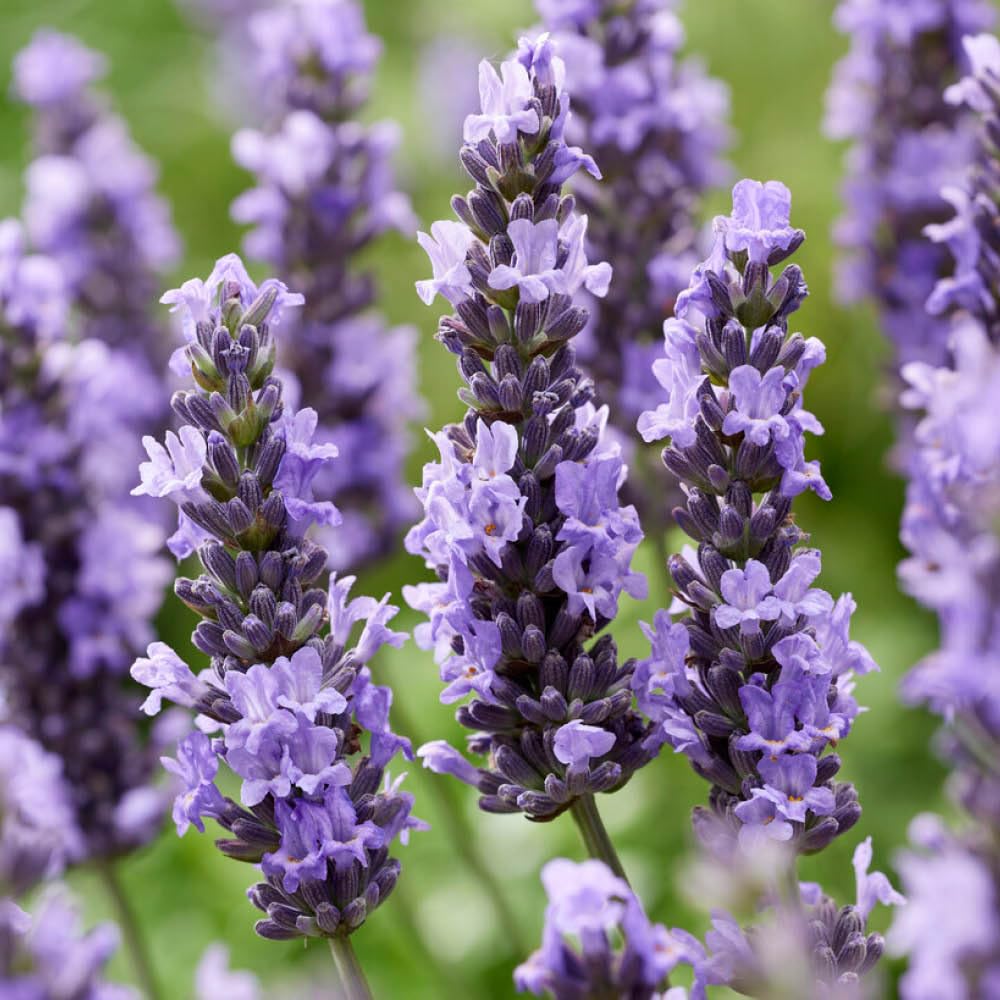 YouGarden Lavender 'Sensational', 1 x 2 Litre Potted Plant, Fragrant Summer Flowers, Grow in Pots and Borders, Scented Shrubs for Gardens