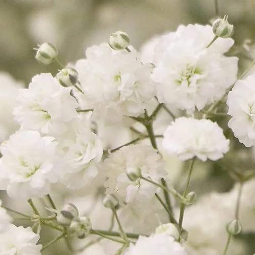 Miniatura 2 de 1,000 semillas de aliento de bebé para plantar: flores anuales fáciles de cultivar