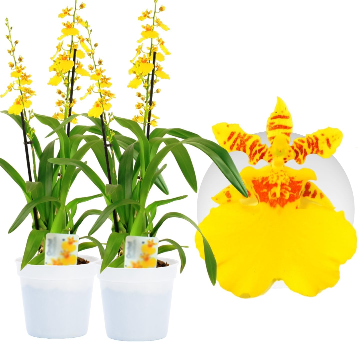 Orchidée Oncidium Joost : dites adieu au plastique avec 2 vraies plantes de 30-40 cm