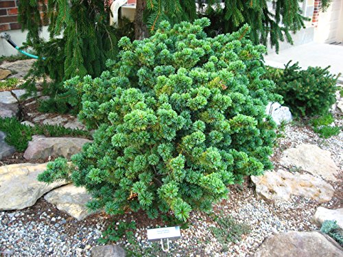 AOBA JO Japanese White Pine- Dwarf - Pinus parviflora 'Aoba jo' - 2 - Year Plant