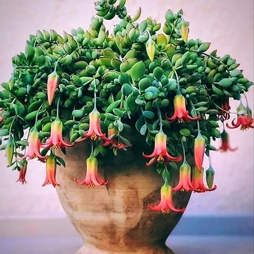 Miniatura 4 de Planta colgante de cotiledón de 2 pulgadas, suculenta viva bien enraizada, planta de interior rara para decoración de interiores y exteriores