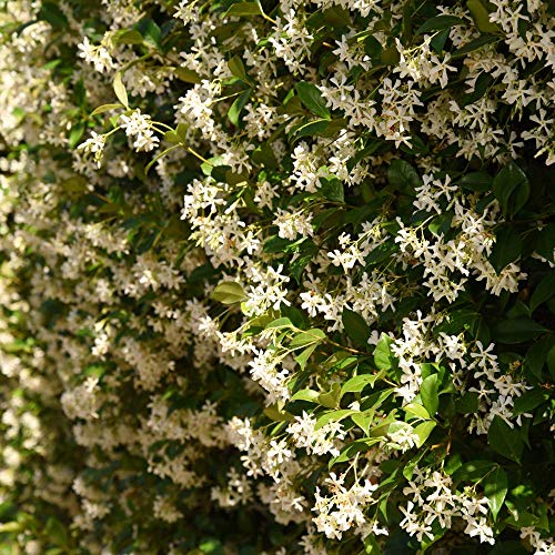 Perfect Plants Confederate Jasmine Live Plant, 1 Gallon Pot - 2 Pack, Includes Care Guide