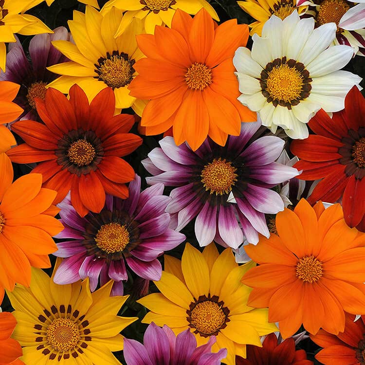 See full amazon price history chart for Gazania Mixed Flower Seeds F1 Hybrid Seeds Especially For Summer Season (50 Seeds in Packet) Gazania Mixed Flower Seeds F1 Hybrid Seeds Especially For Summer Season (50 Seeds in Packet) (B09BG14FL3) Amazon Price History, Amazon Price Tracker
