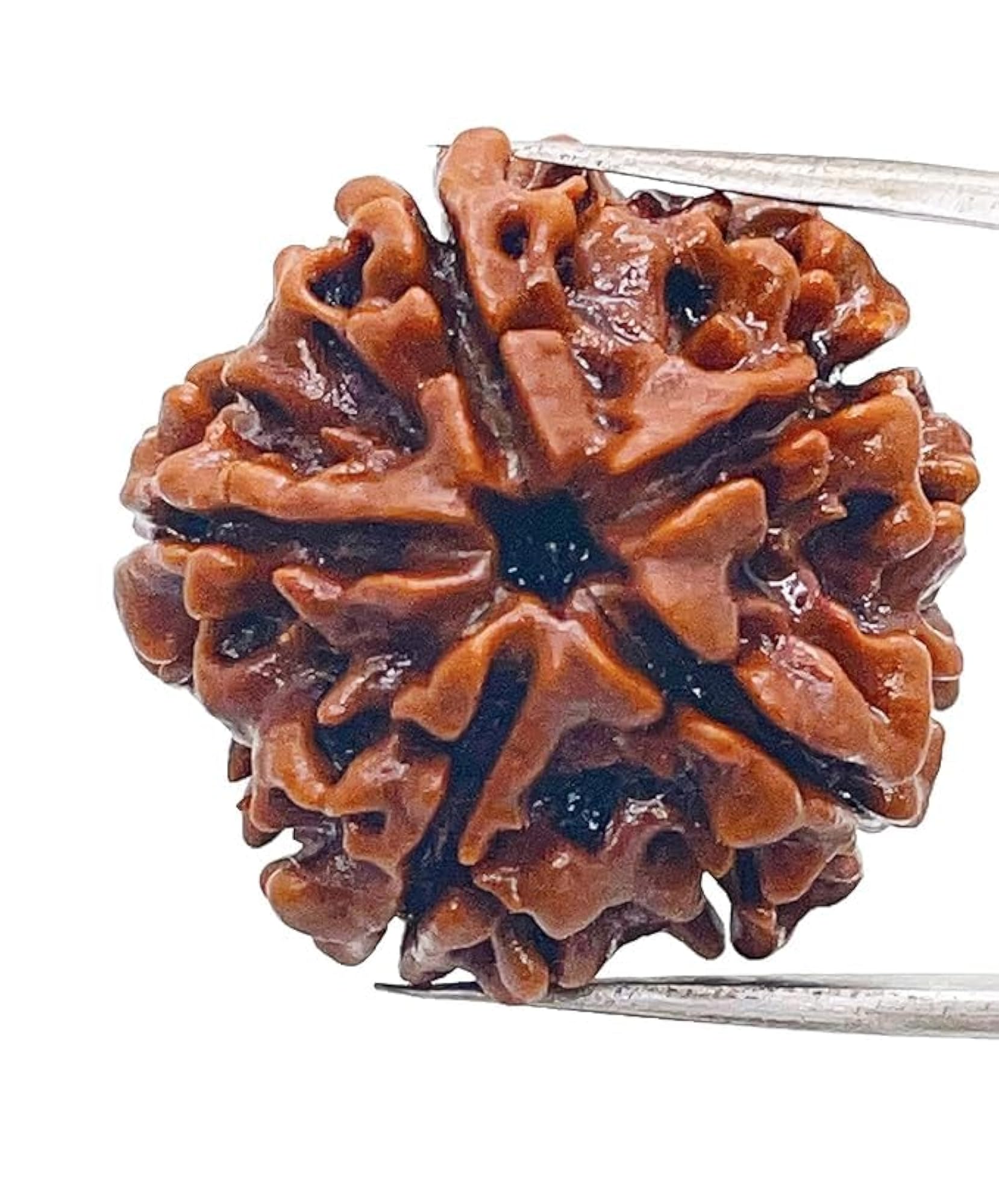 Original Natural 5 Mukhi Rudraksha, Nepalese Beads