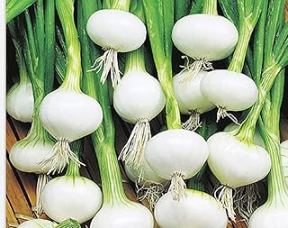 Instant Latch 250 Barletta Onion Seeds | Non-GMO | Heirloom | Fresh Garden Seeds