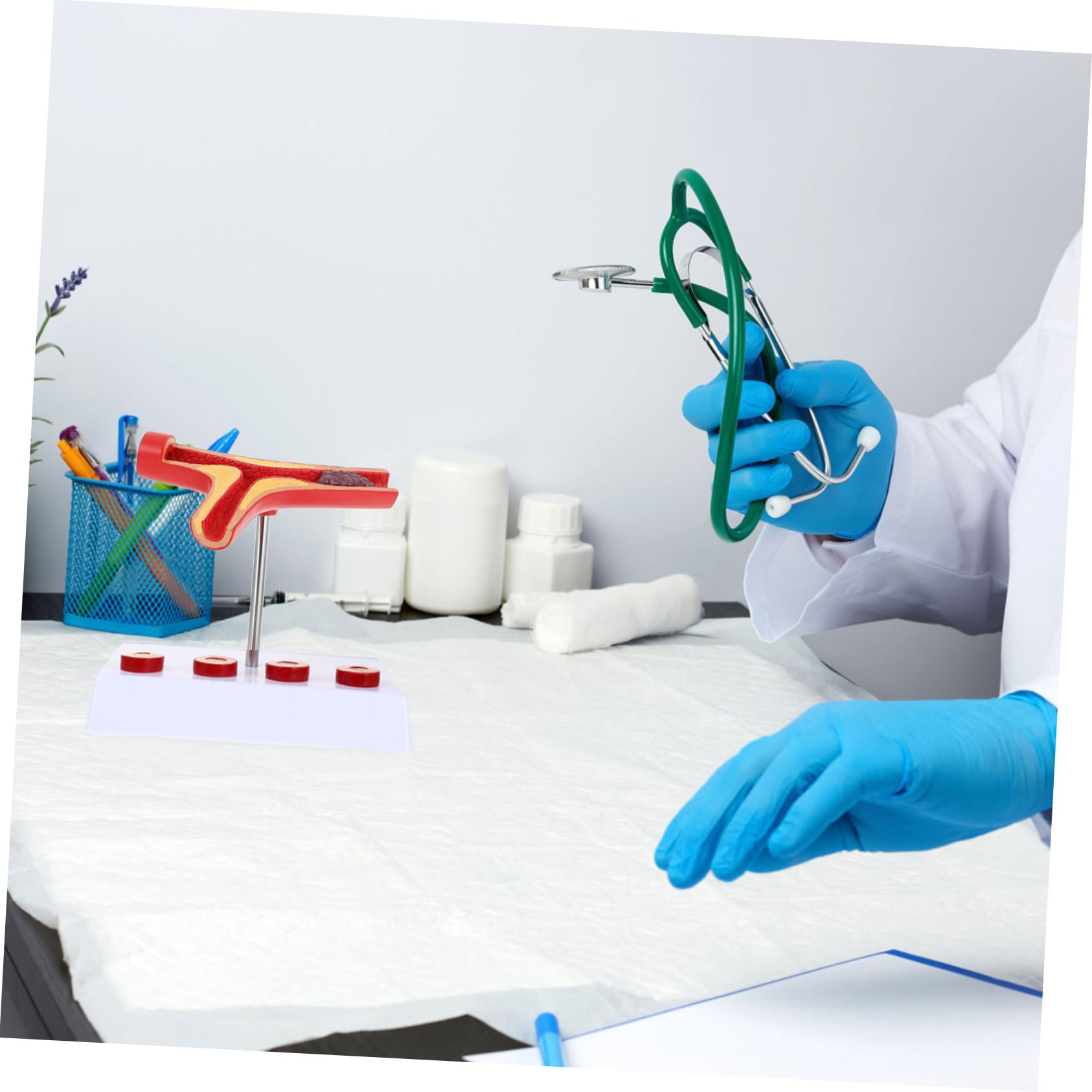 NAMOARLY Cardiovascular Model Human Blood Vessel Anatomical Display PVC Material School Educati