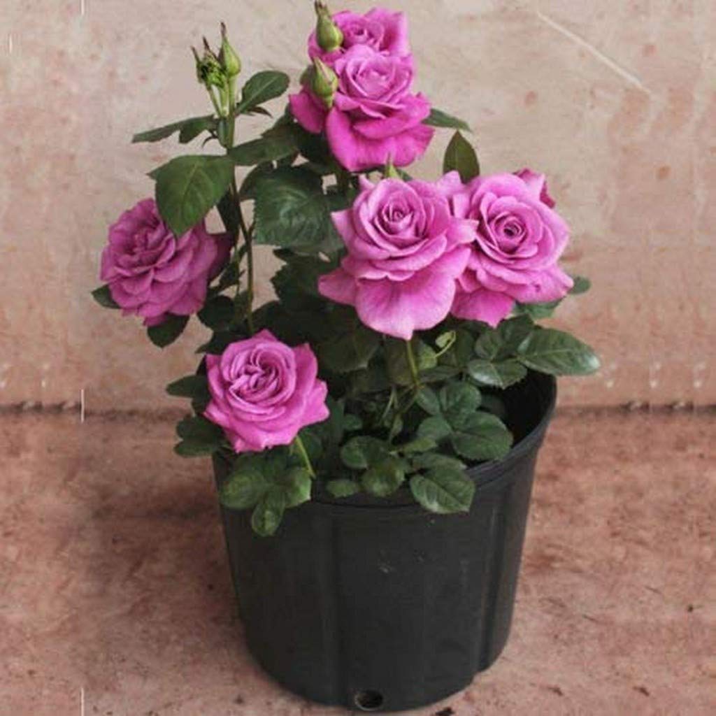 Creative Farmer Purple Chinese Rose Tree Miniature Plant Beautiful Flower Yard Flower 1 Grafted Rose Plant_PLANT-162-ROSE_PURPLE#A420ll@ (B08P5RCCSY) Amazon Price History, Amazon Price Tracker