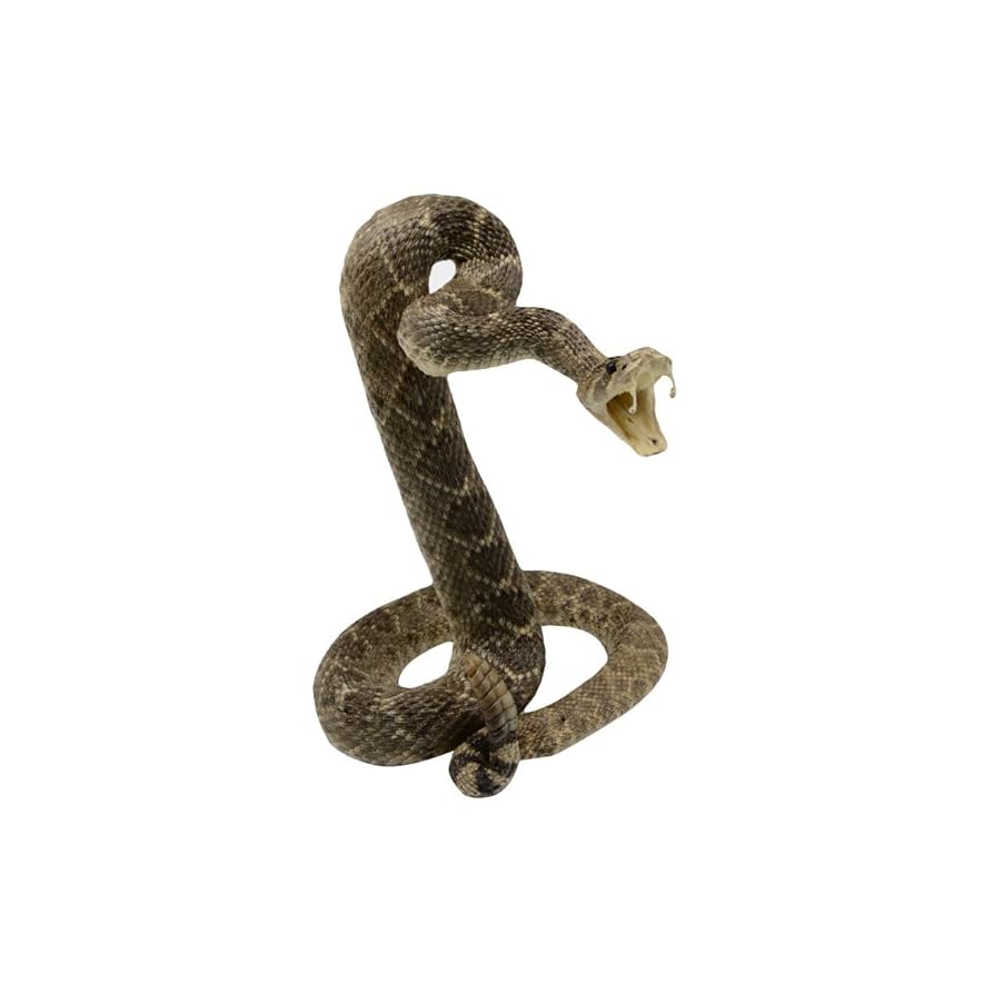 ガラガラヘビ様 ガラガラヘビ属 - Wikipedia