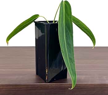 Amazon|アンスリウム ワロクアーナム 4.5号 アーバンジャングル Amazon|アンスリウム ワロクアーナム 4.5号 アーバンジャングル