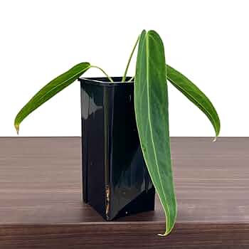 Amazon｜アンスリウム ワロクアーナム 4.5号 アーバンジャングル