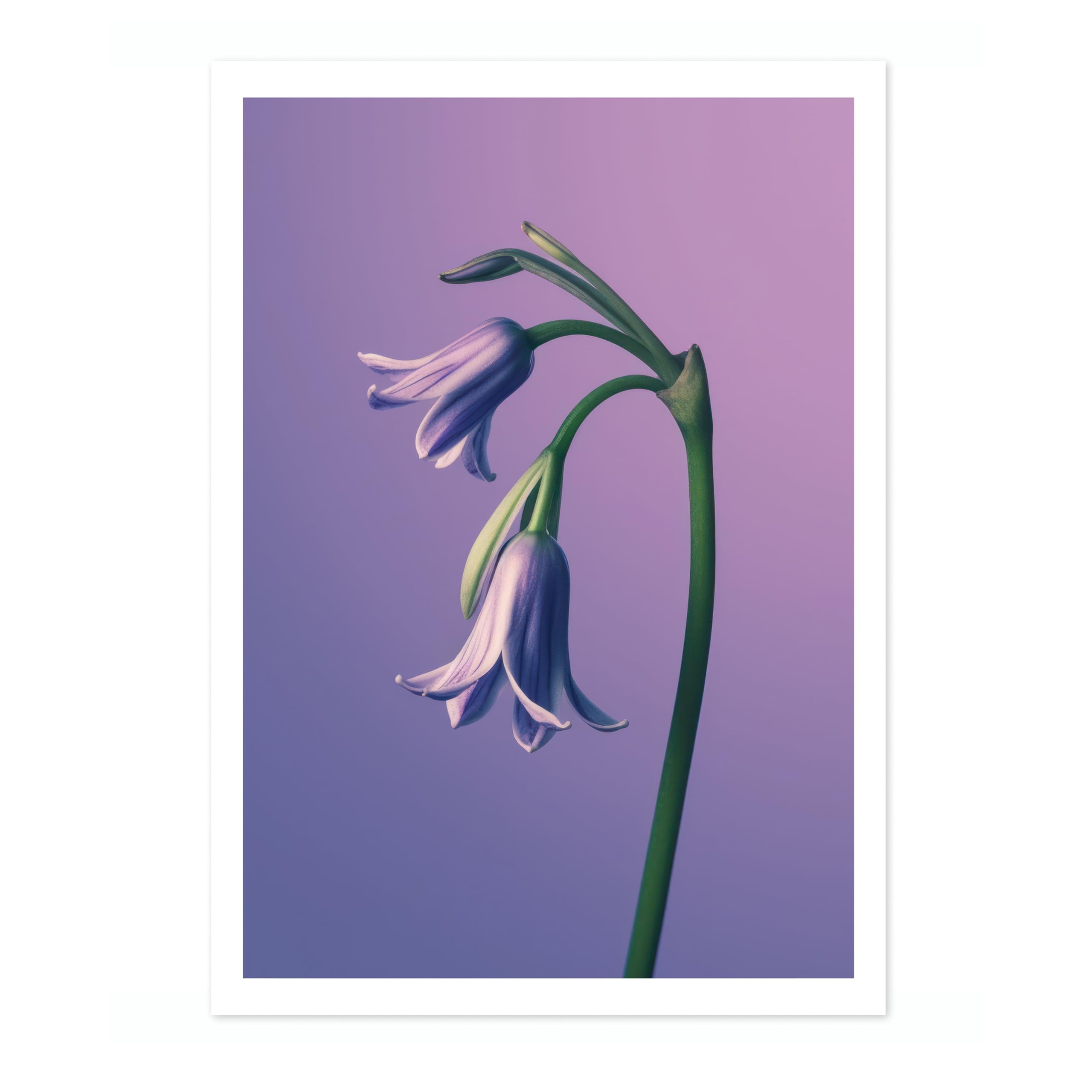 Bluebell Flower Poster, Colourful Floral Home Decor Wall Art, Abstract Colourful Minimalist Bedroom Artwork Gallery, Archival Matte, A5 (Print Only) - 21x14.8cm — image 1