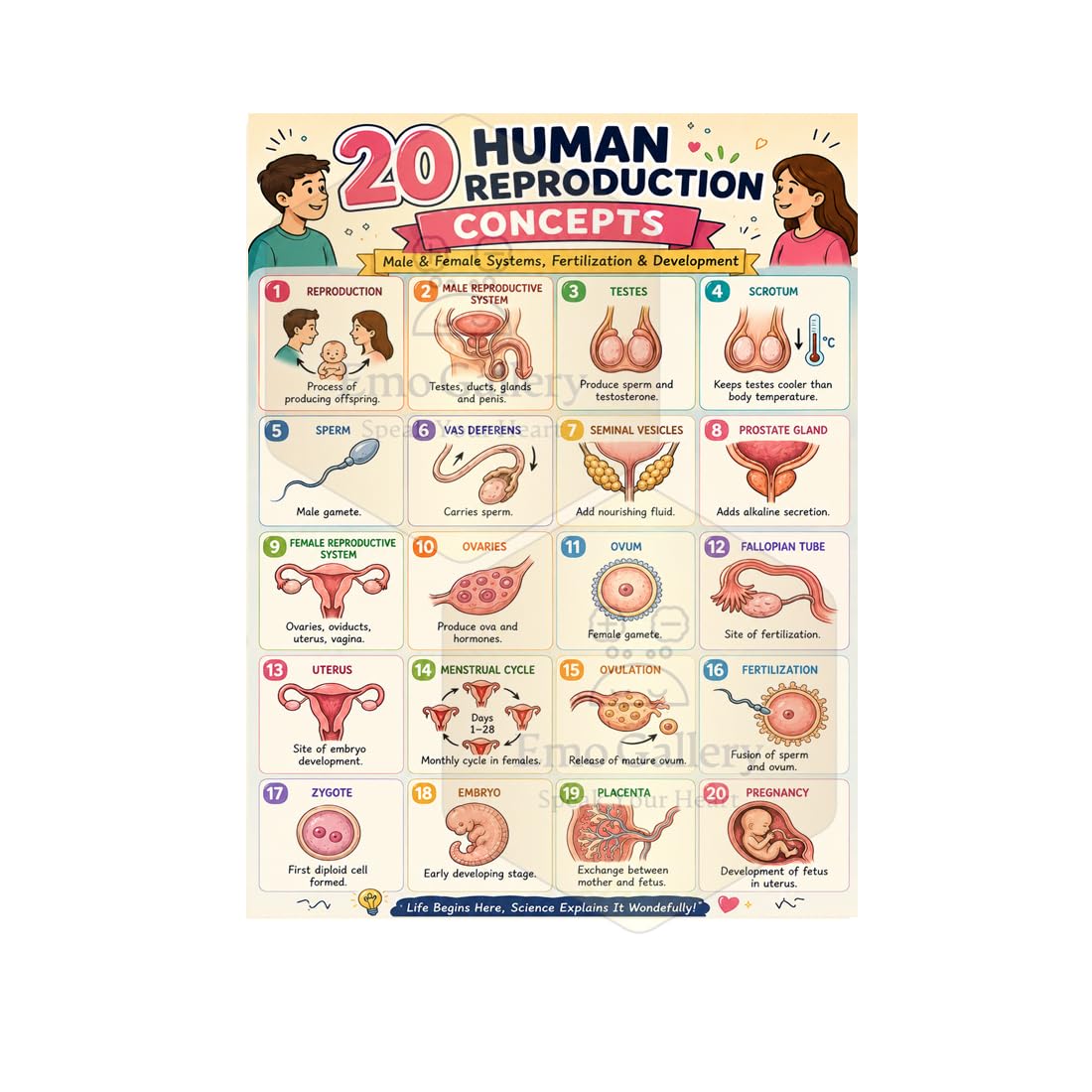 20 Human Reproduction Concepts Educational Poster for Classroom,Hospital, | Human Development & Reproduction Educational Poster | Self Adhesive Waterproof Vinyl 48 x 33 cm-picture-46