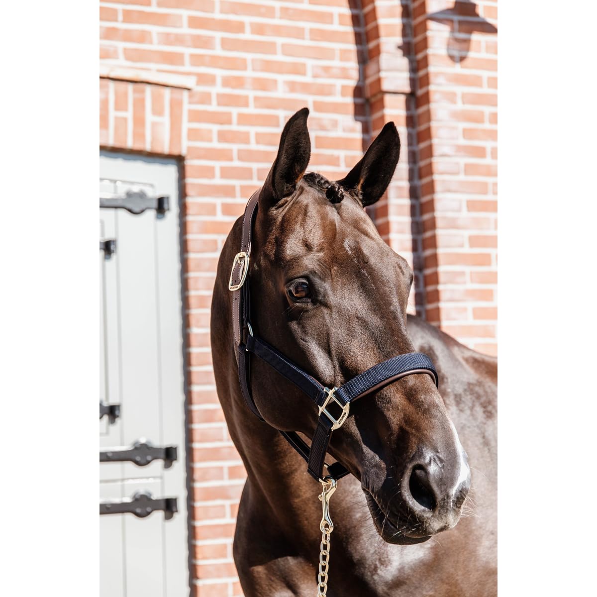 Kentucky Cabezada anatómica para Caballos Nylon