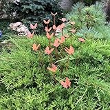 20 Rusty butterflies garden stakes, Metal garden decor, metal yard art, outdoor metal decor