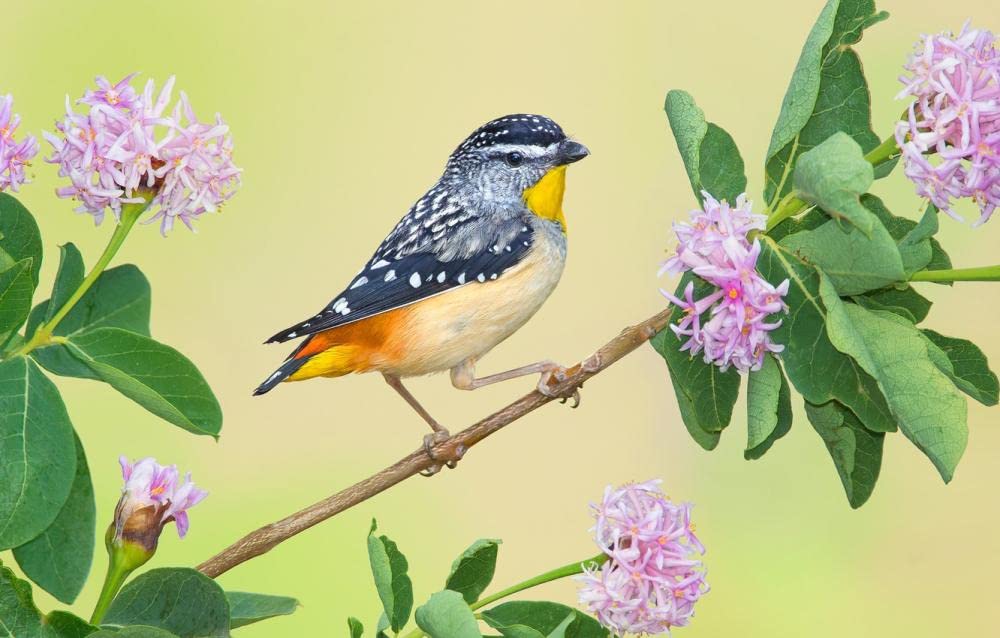 Kinderpuzzle 2000 Teile Vogel Leopardenvogel 70x100cm