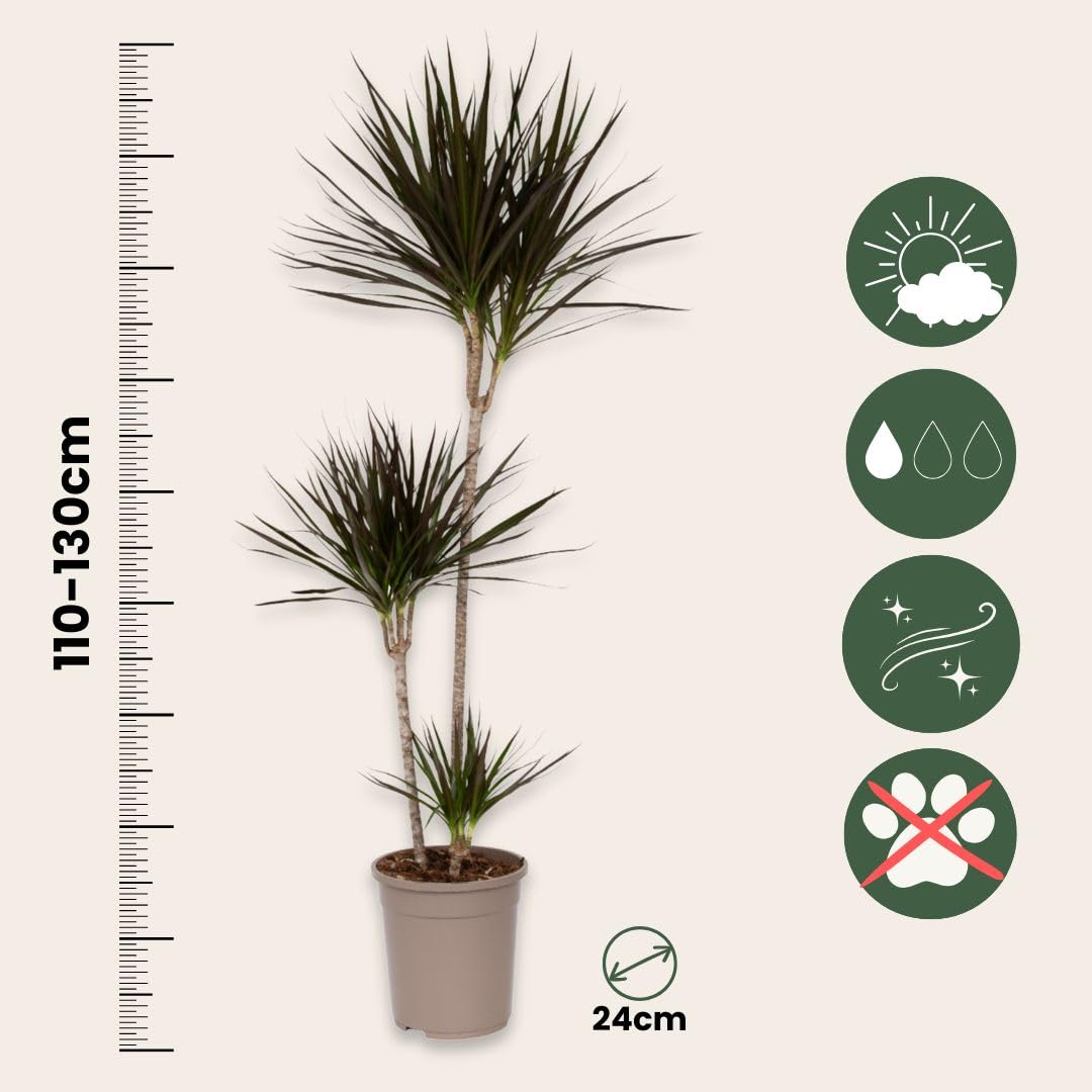 Dragonier - Dracaena 'Marginata' Chaque - Plante D'intérieur En Pot De Pépinière ⌀17 Cm - 75 Cm