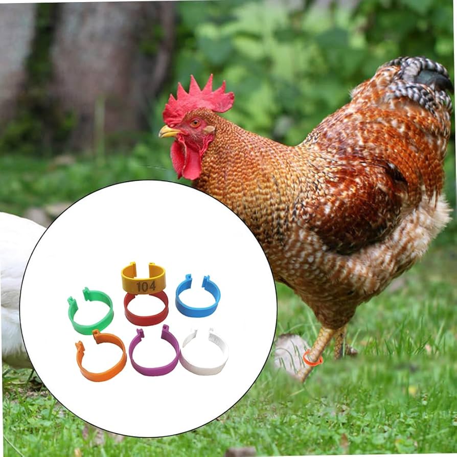  バード　 Dove Avian-X Powerflight Dove & Spin Top Bucket Seat Combo